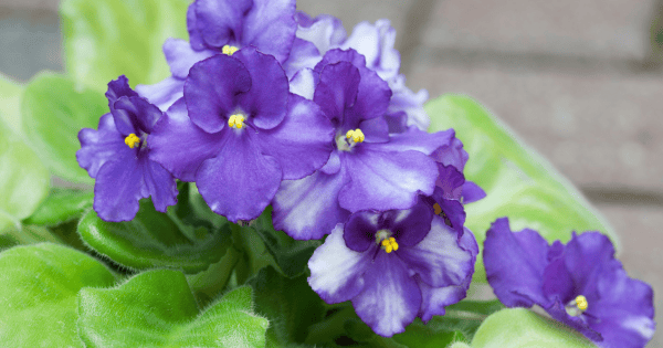 African Violet - Saintpaulia