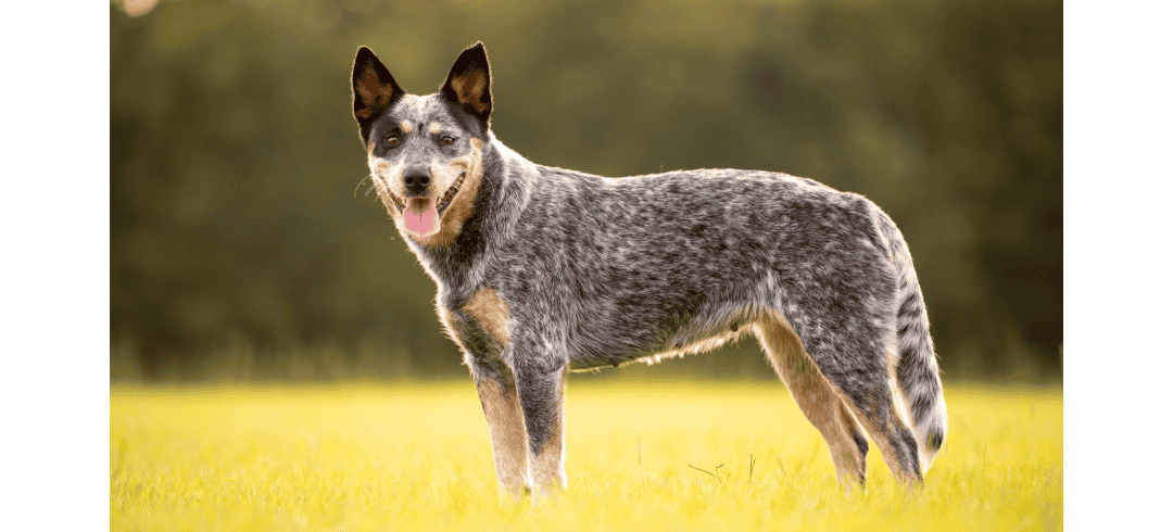 Love to Run? These Dogs Make the Perfect Partners 