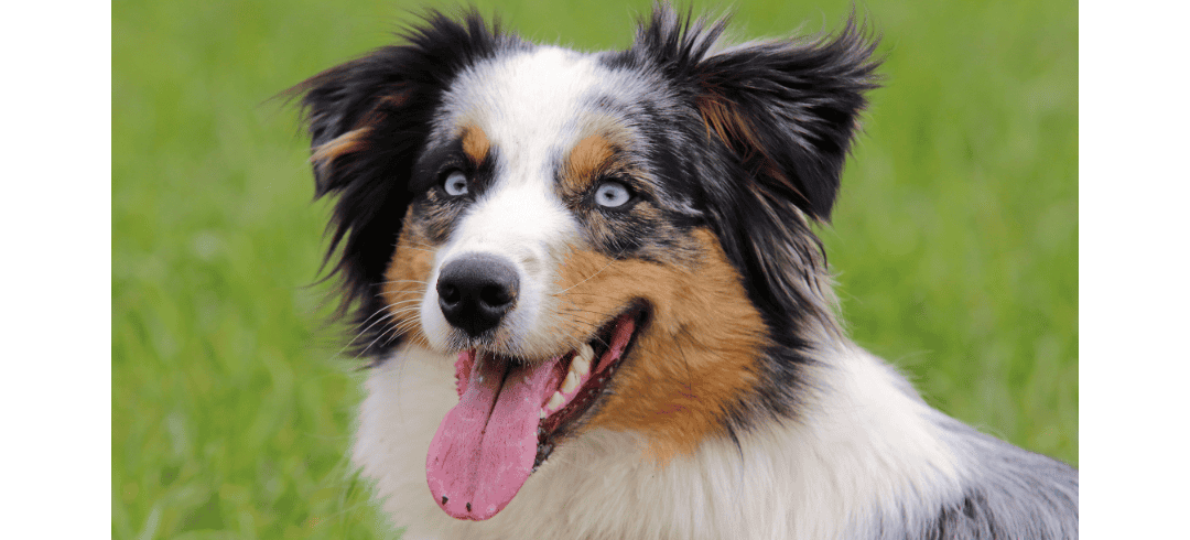 Love to Run? These Dogs Make the Perfect Partners 