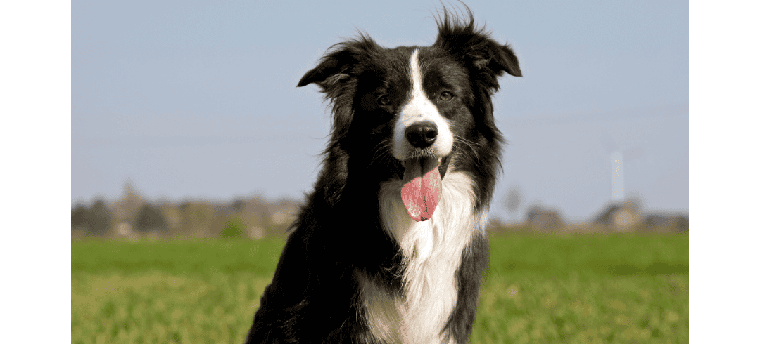 Love to Run? These Dogs Make the Perfect Partners