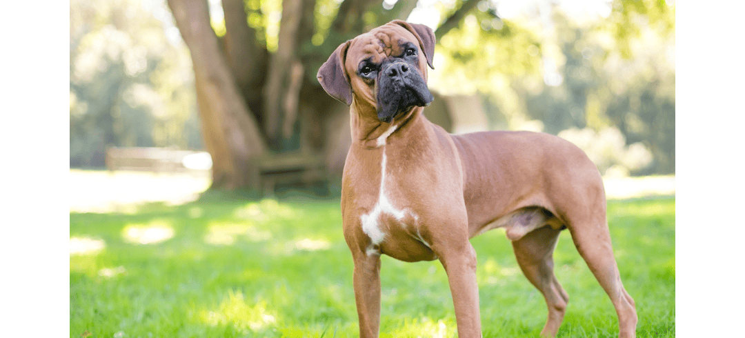 Love to Run? These Dogs Make the Perfect Partners 
