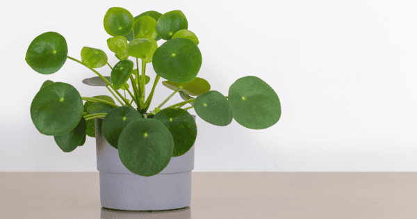 Chinese Money Plant - Pilea peperomiodies