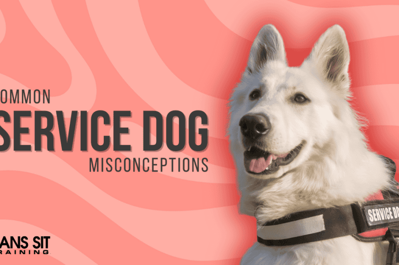 Common Misconceptions About Service Animals