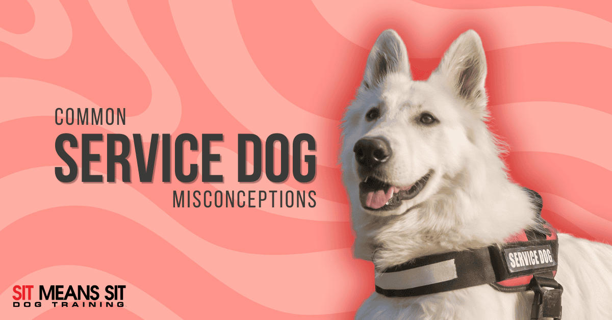 Common Misconceptions About Service Animals