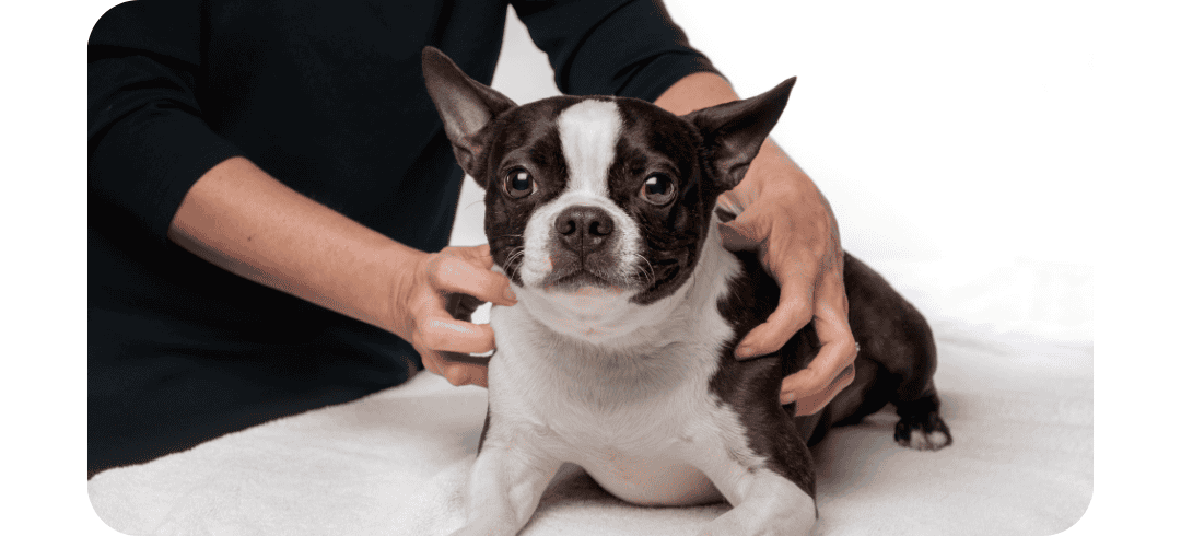 Should I Give My Dog Massages?