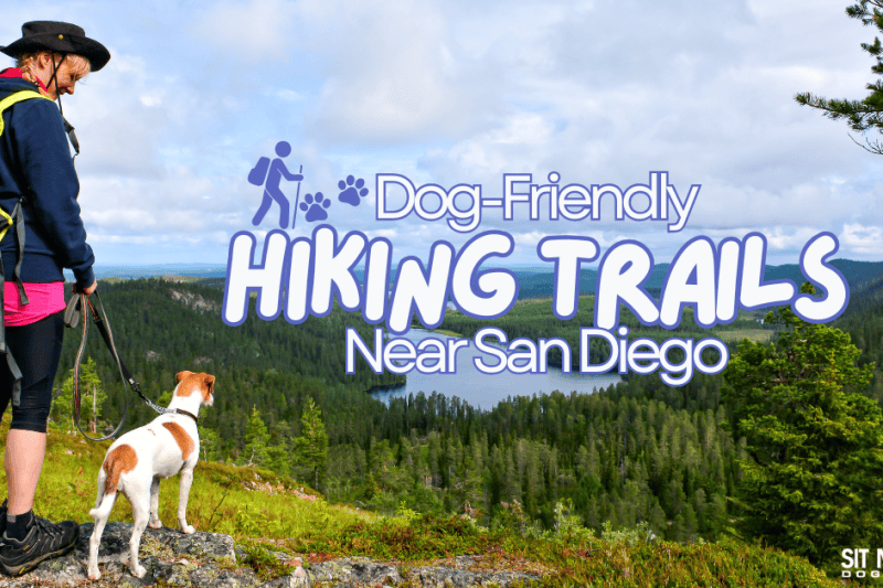 Dog-Friendly Hiking Trails Near San Diego