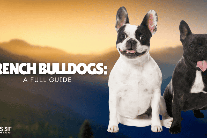 French Bulldogs: Your Full Guide