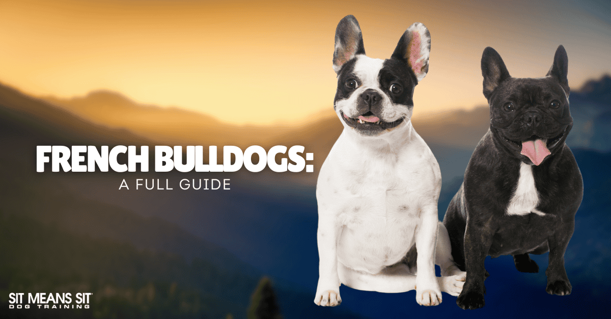 French Bulldogs: Your Full Guide