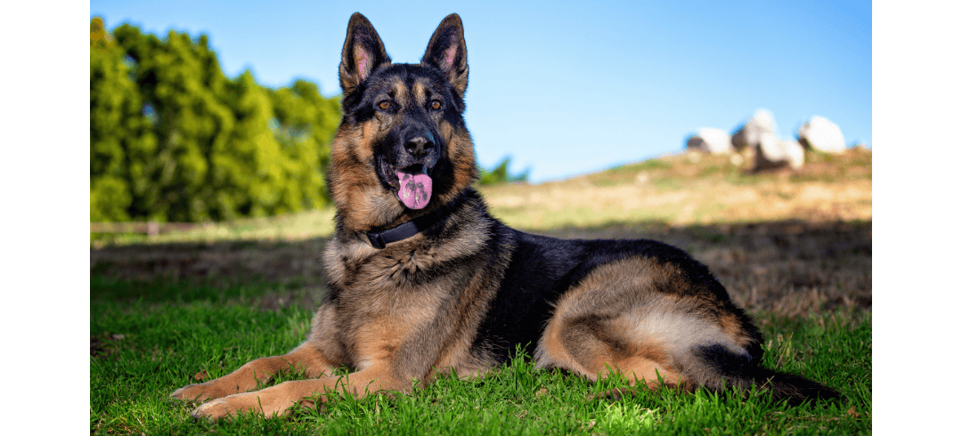 Love to Run? These Dogs Make the Perfect Partners