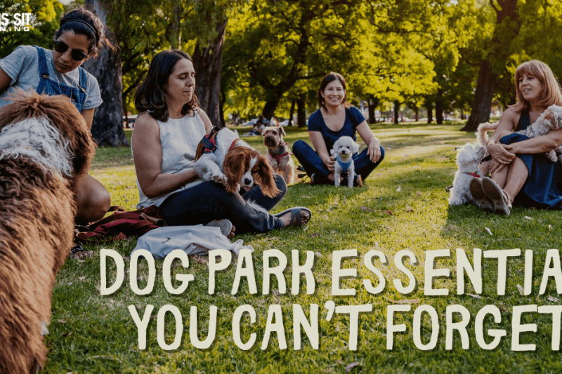 Going to the Dog Park? Don’t Forget These Essentials