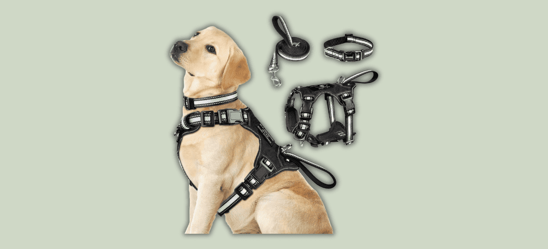 Going to the Dog Park? Don’t Forget These Essentials