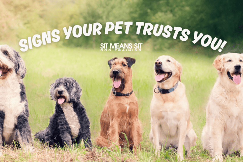 How Your Dog is Showing You They Trust You