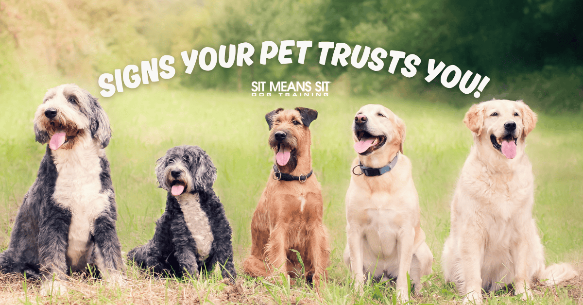 How Your Dog is Showing You They Trust You