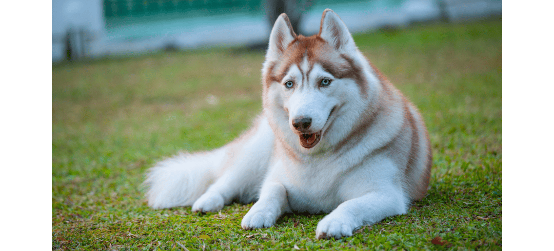 Love to Run? These Dogs Make the Perfect Partners