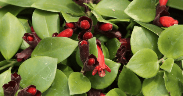 Lipstick Plant - Aeschynanthus