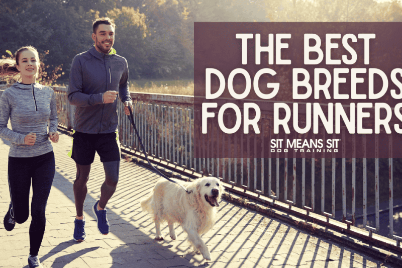 Love to Run? These Dogs Make the Perfect Partners