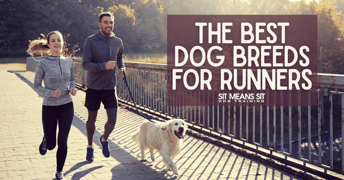 Love to Run? These Dogs Make the Perfect Partners