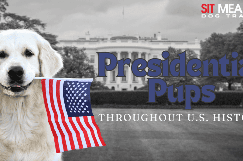 Presidential Pups Throughout U.S. History