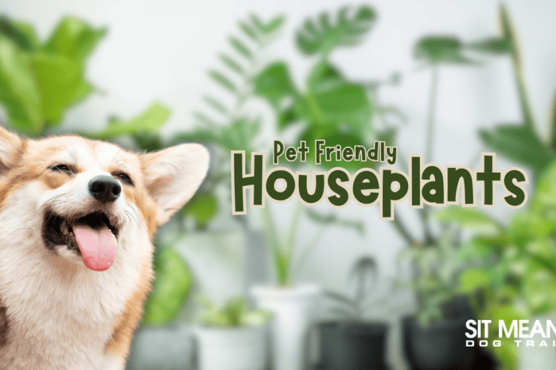 Pup-Approved Non-Toxic Plants for Dog Owners