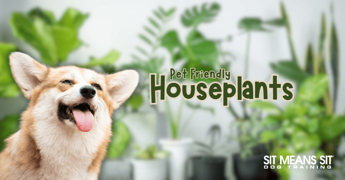 Pup-Approved Non-Toxic Plants for Dog Owners