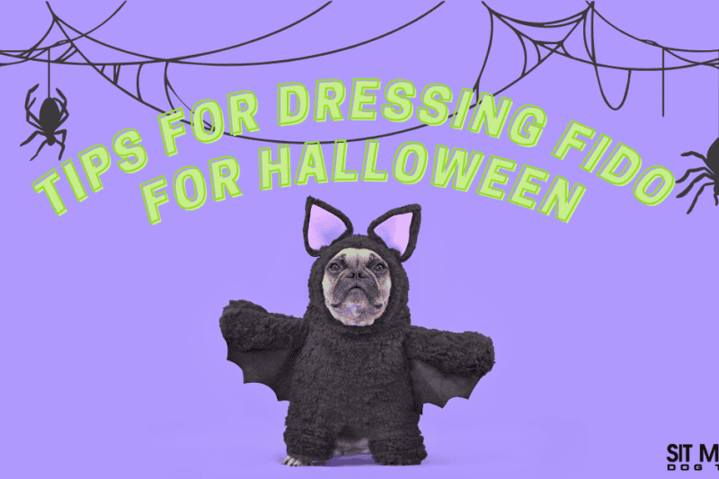 Safe & Stylish: Tips for Dressing Up Your Pet for Halloween