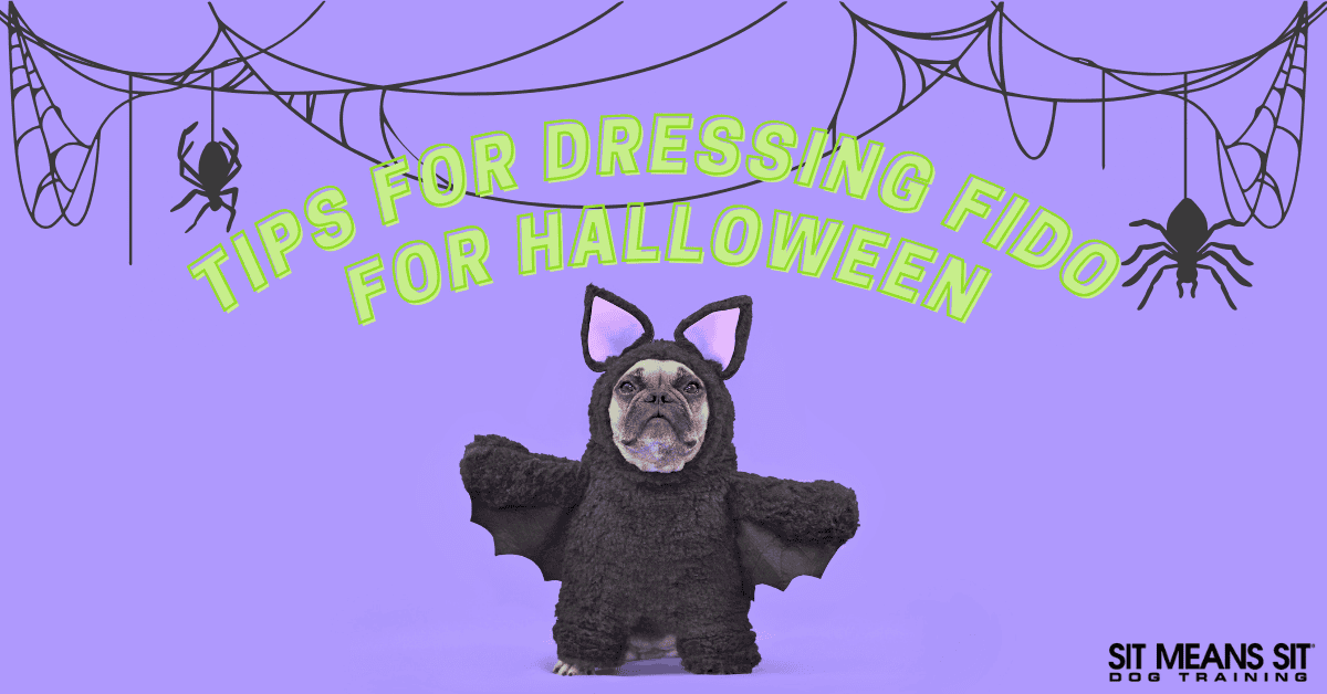 Safe & Stylish: Tips for Dressing Up Your Pet for Halloween