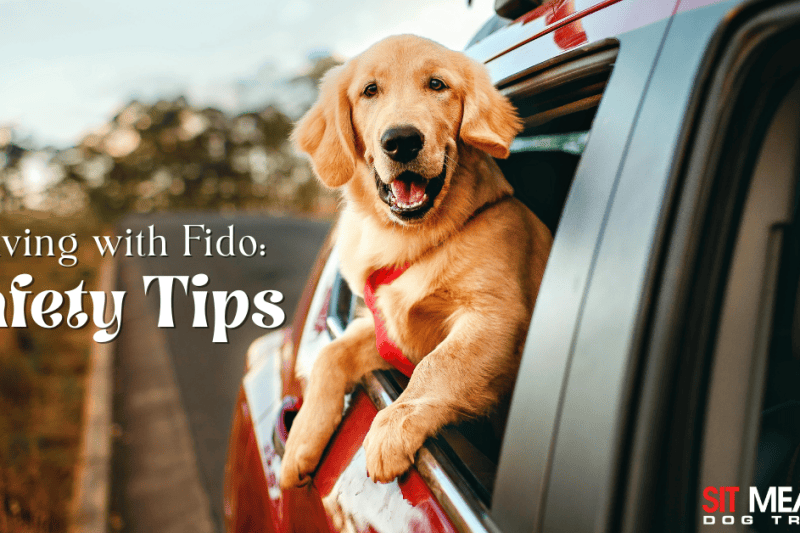 Safety Tips for Driving with Fido