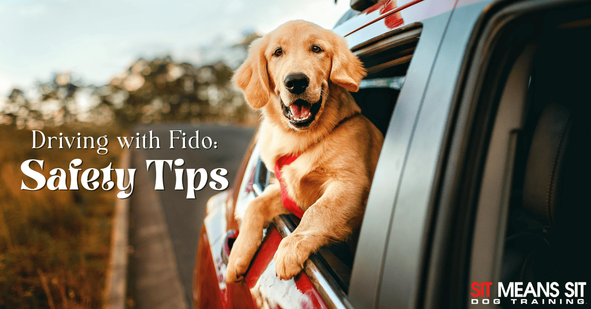Safety Tips for Driving with Fido